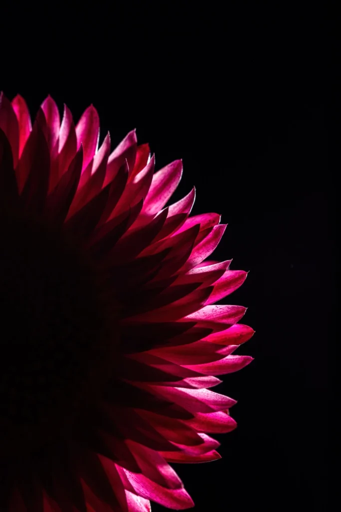 Strawflower, photograph by Jim Valent