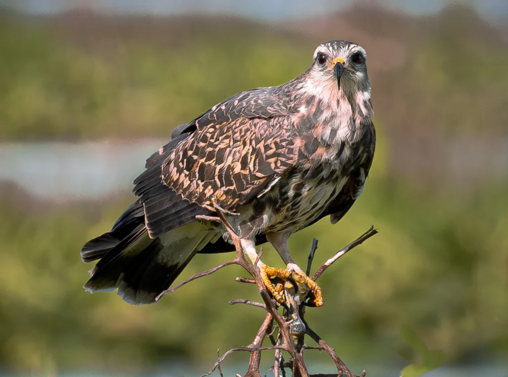 Eye To Eye, photograph by Joe Worrick