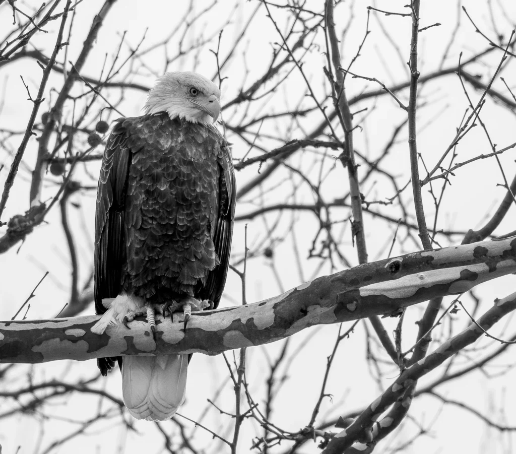 Looking for lunch, photograph by Joe Worrick