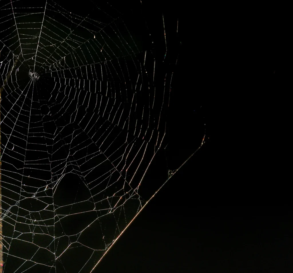 Spider Web, photograph by Joe Worrick