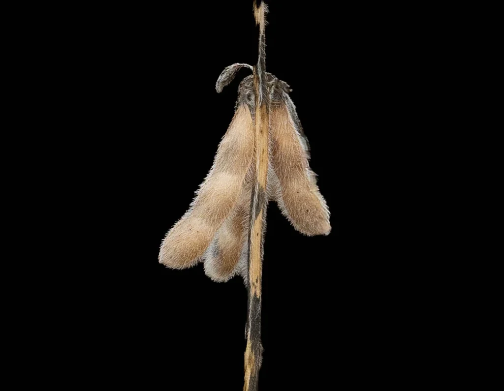 The Soy bean, photograph by Joe Worrick
