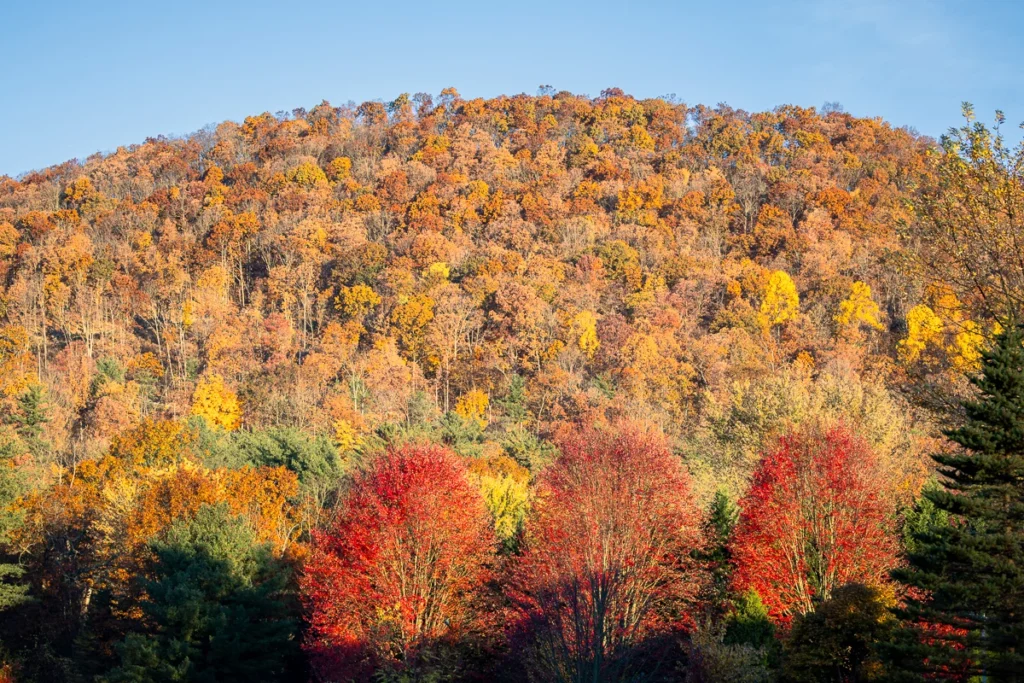 Touch of Fall on a Winter Day-3, photograph by Joe Worrick