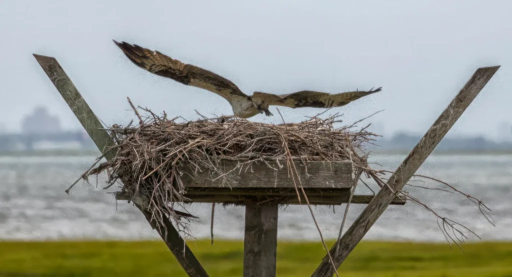 Atlantic City Osprey, photograph by John Larson