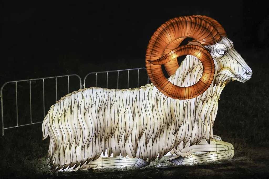 Ram Guarding the Flock, photograph by John Larson