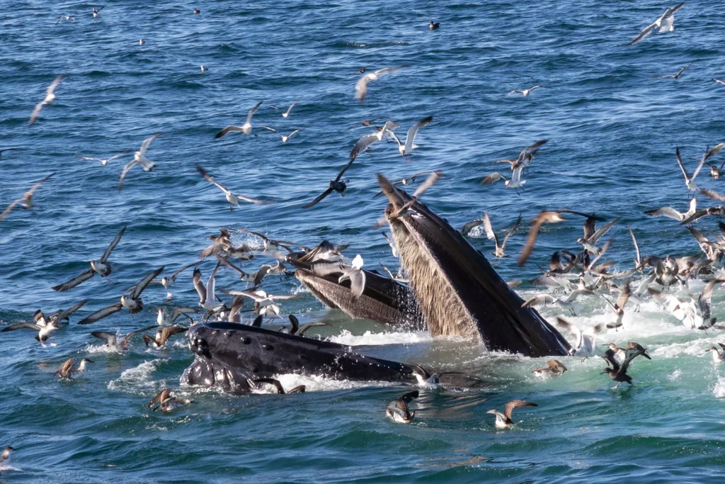 Whale Feeding Frenzy, photograph by John Larson