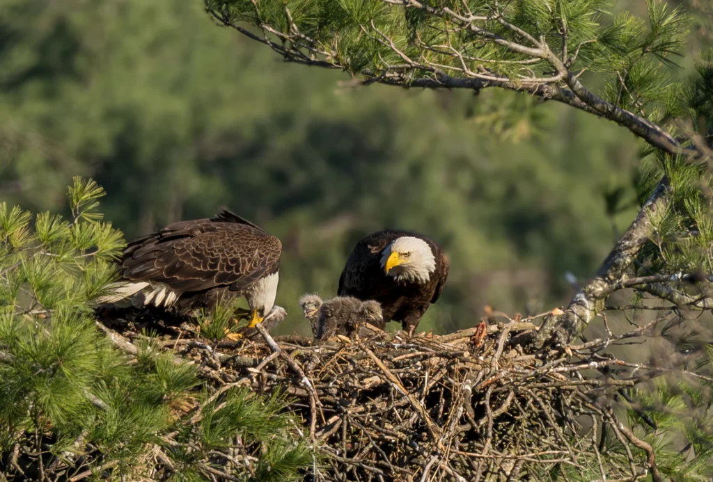 Eagle Family, photograph by Kathy Smith