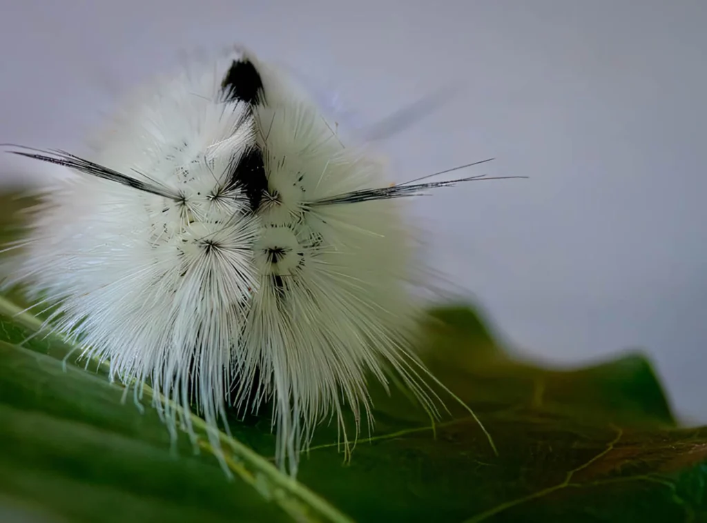 Ghost Catapillar, photograph by Kathy Smith