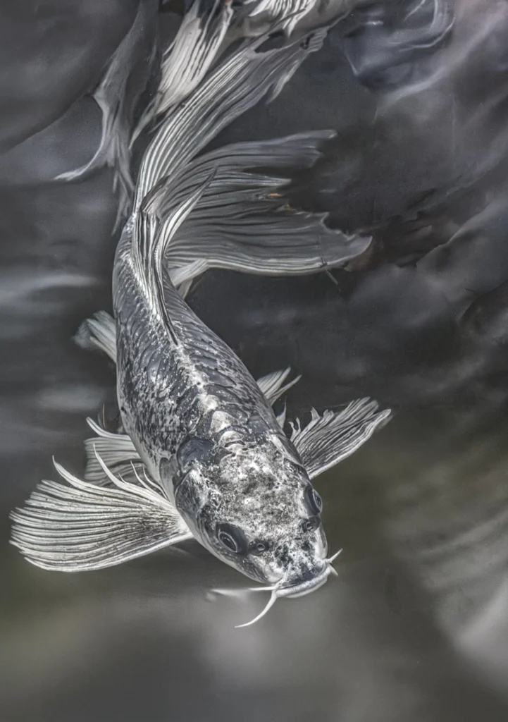 Koi Pond, photograph by Kathy Smith