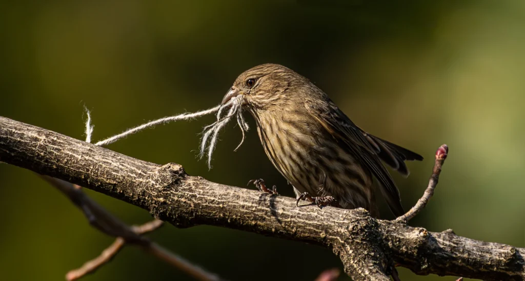 Nesting, photograph by Kathy Smith