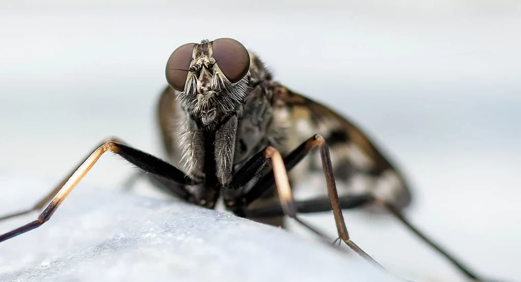 The Fly, photograph by Kathy Smith