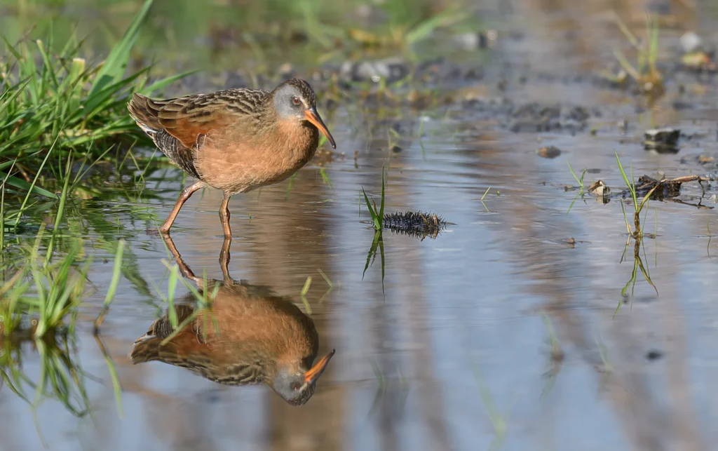 Virginia Rail, photograph by Kathy Smith