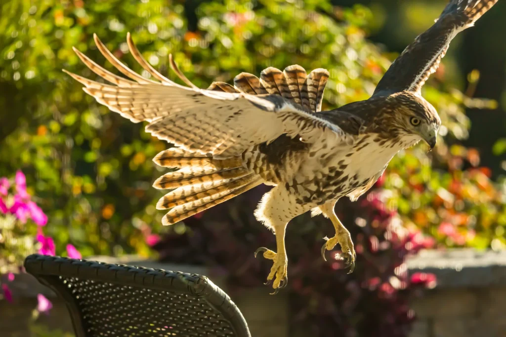 After His Prey, photograph by Lisa Marie Cirincione