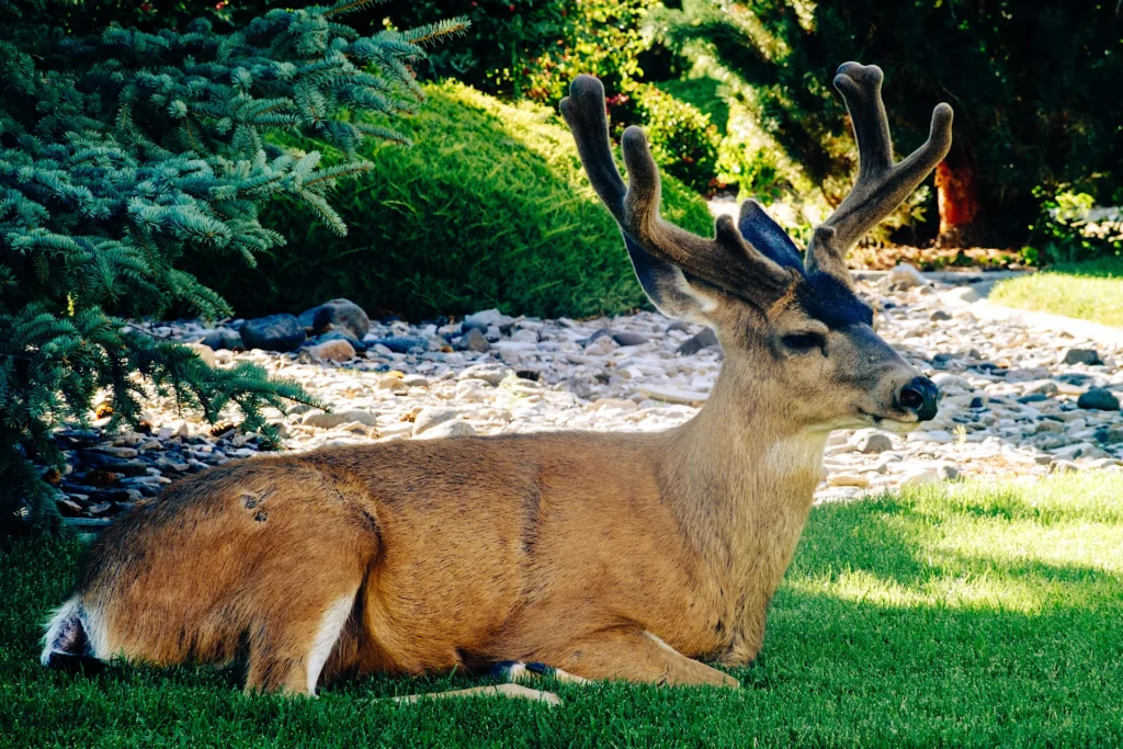 Resting Reindeer, photograph by Lisa Marie Cirincione
