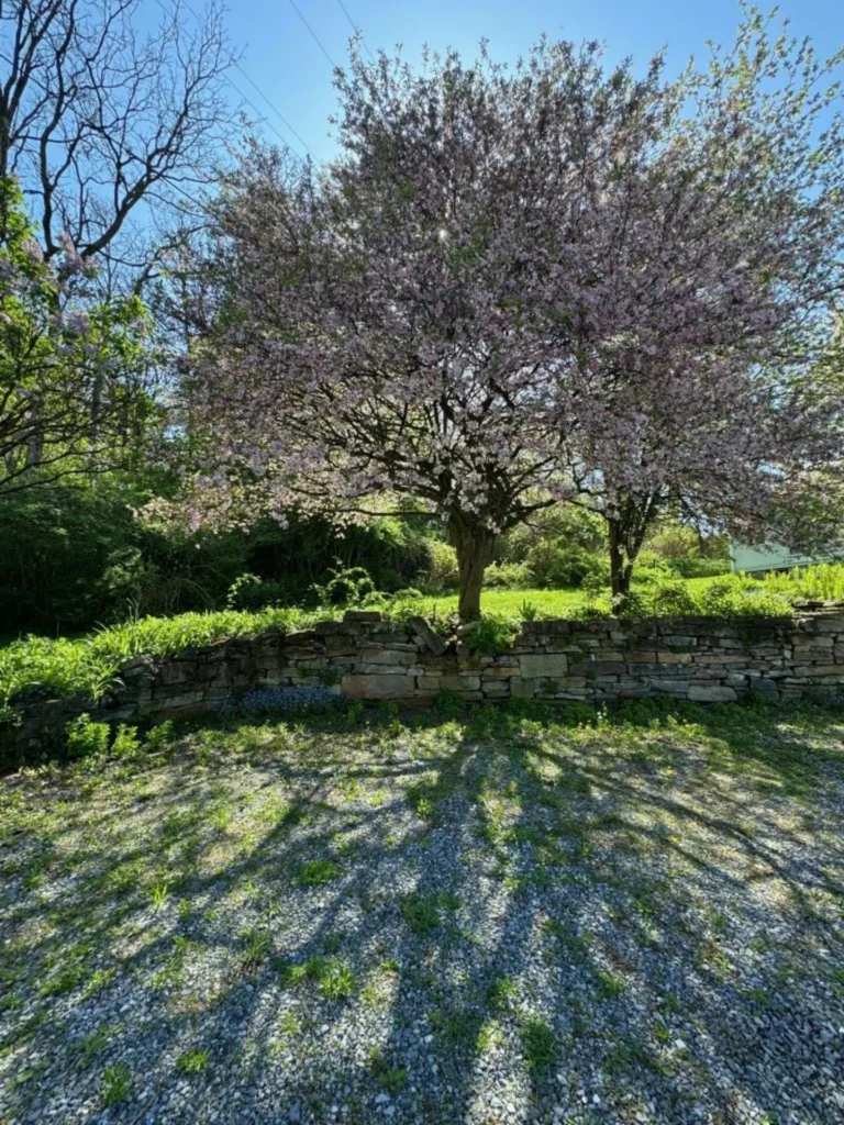 Crabapple shadows, photograph by Liz Wilson