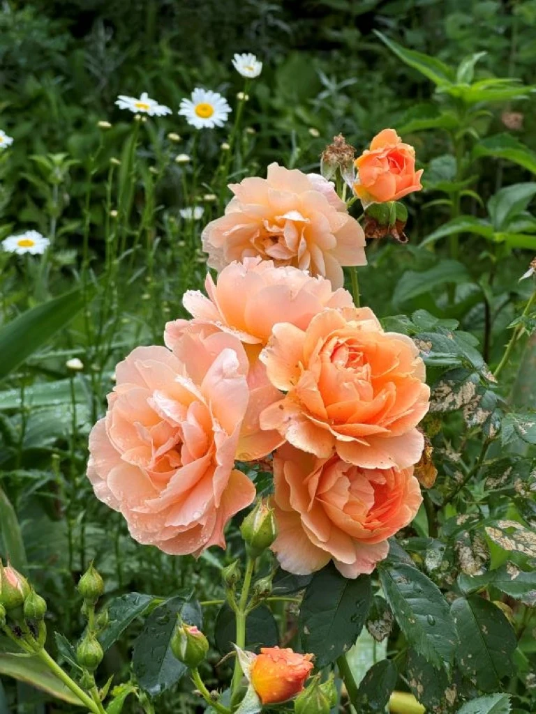 Rose, photograph by Liz Wilson