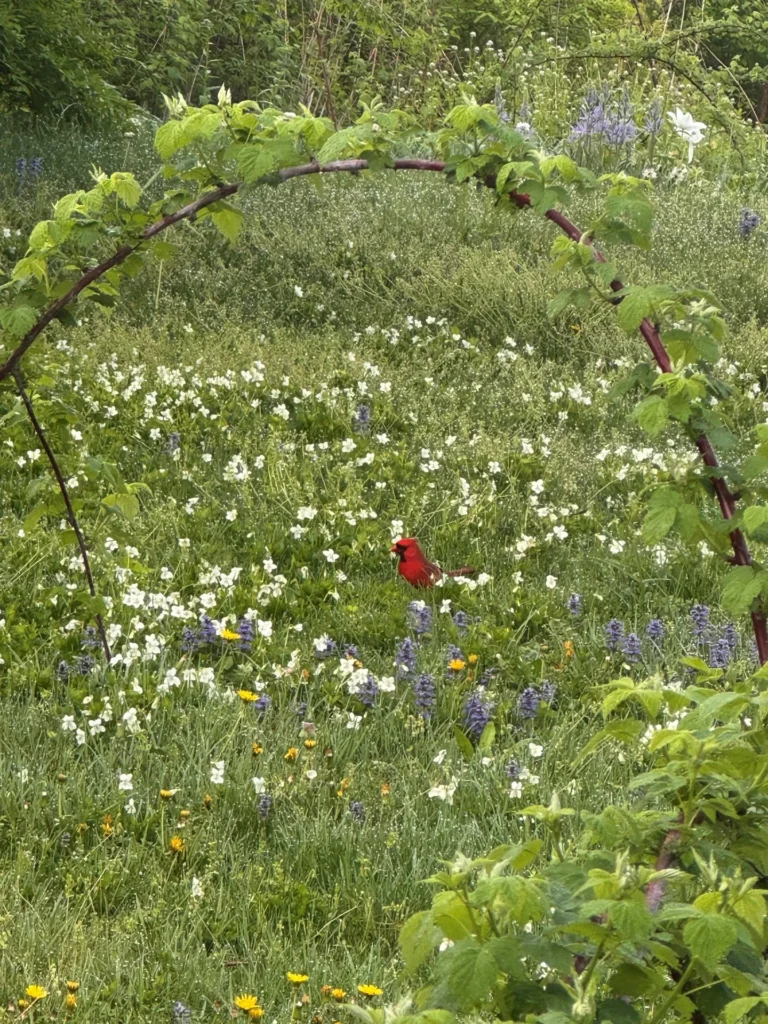 Spring, photograph by Liz Wilson