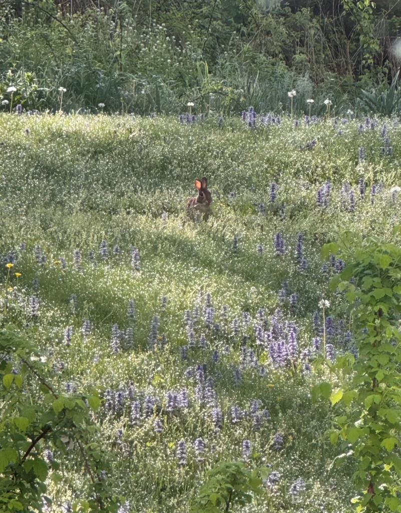 Spring at last, photograph by Liz Wilson