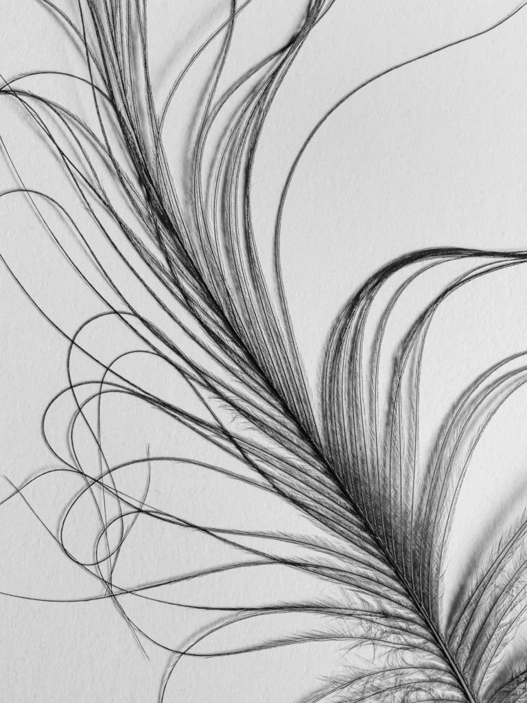 Great Blue Heron Head Feather, photograph by Lou Saporito