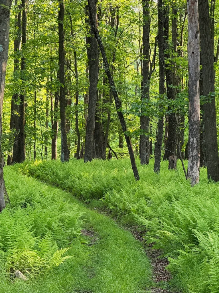 Ferns, photograph by Mary Anne Knutson