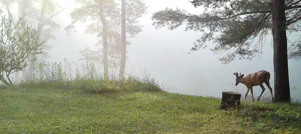 Fog, photograph by Mary Anne Knutson