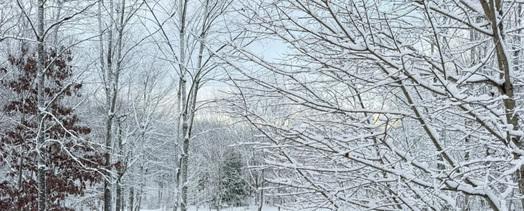 Morning Snow, photograph by Mary Anne Knutson