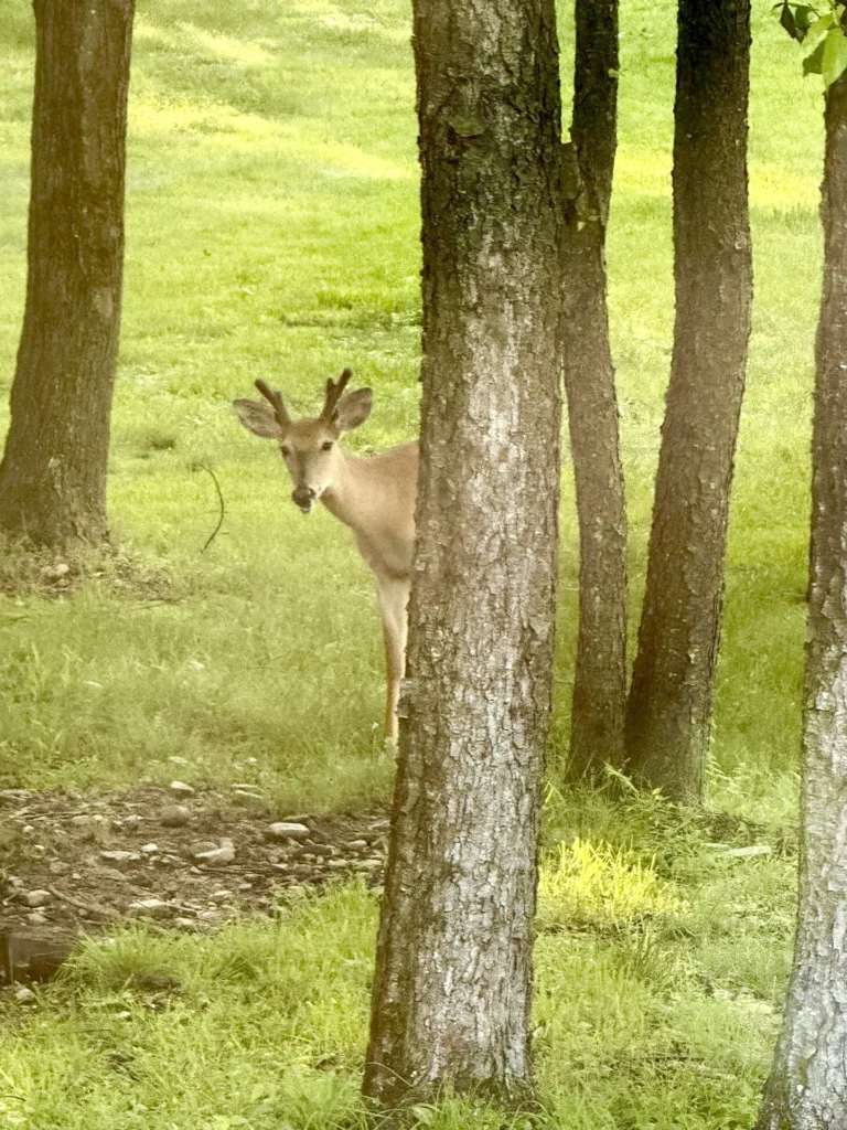 Peek, photograph by Mary Anne Knutson