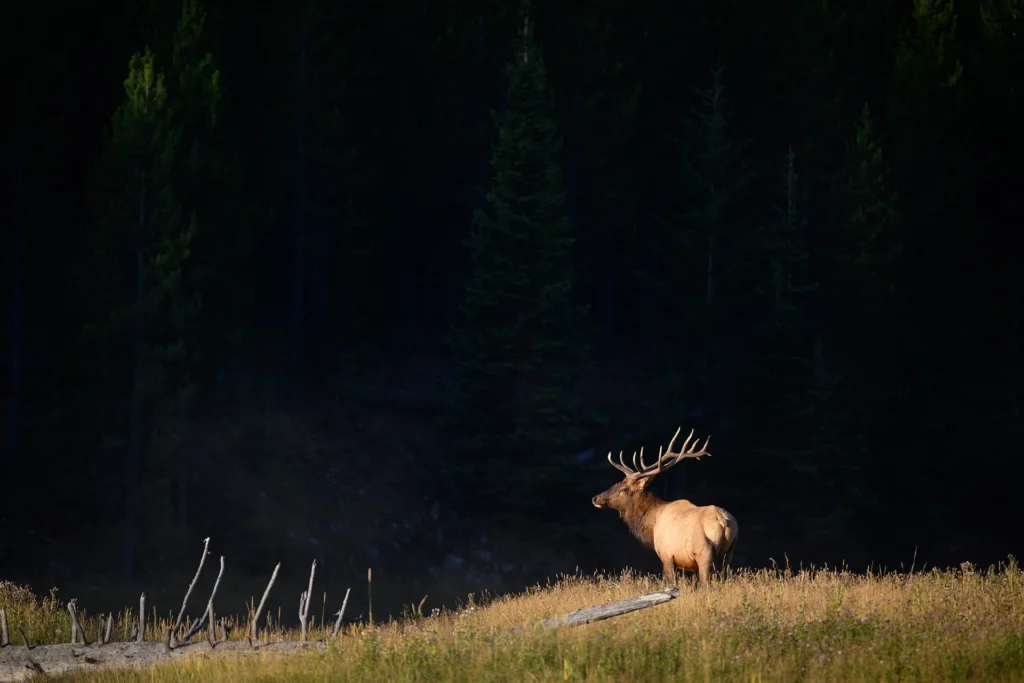 Untitled, photograph by Michael Dreese