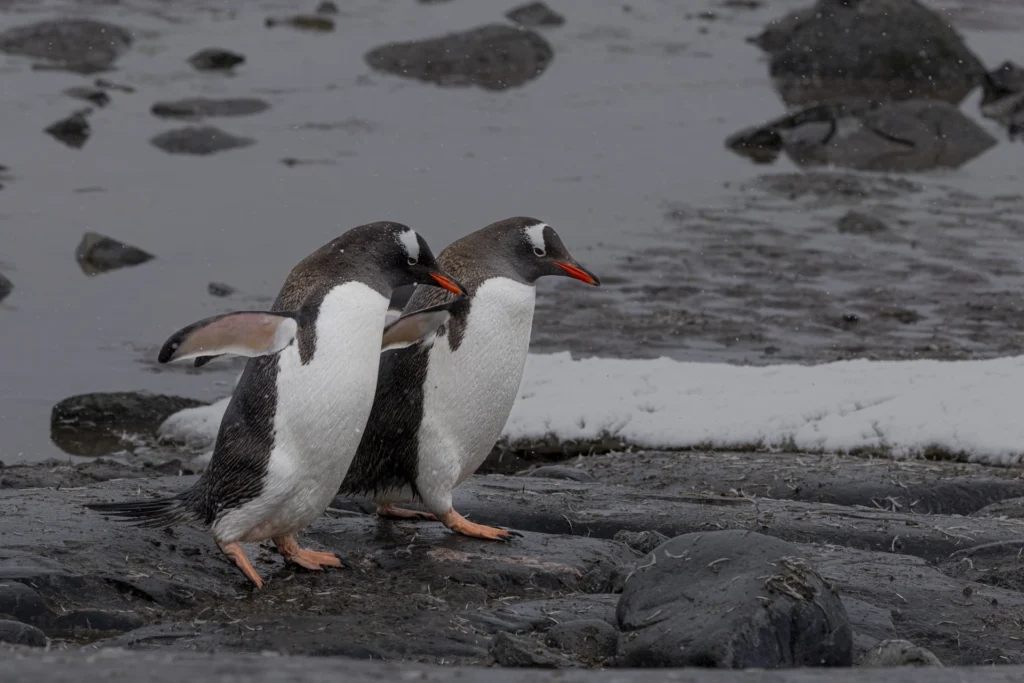 Best Friends, photograph by Rich Shore