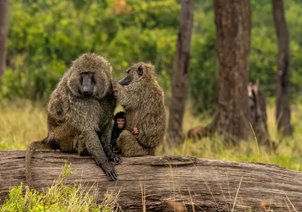 Family, photograph by Rich Shore