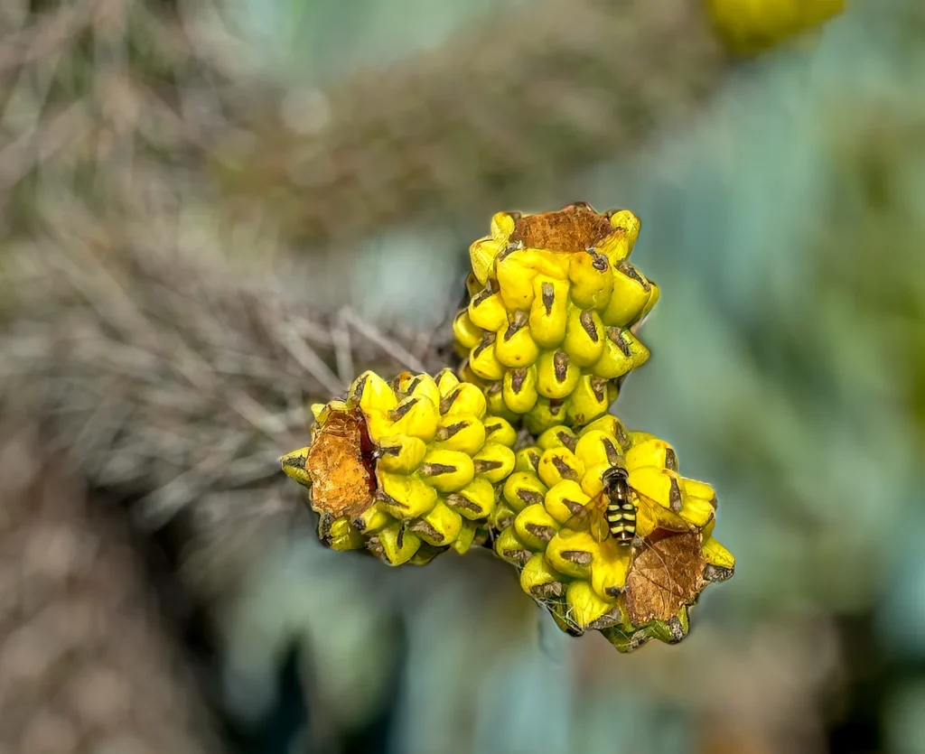 Hungry Bee, photograph by Rich Shore