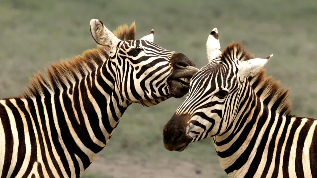 Kissin' Cousins, photograph by Rich Shore
