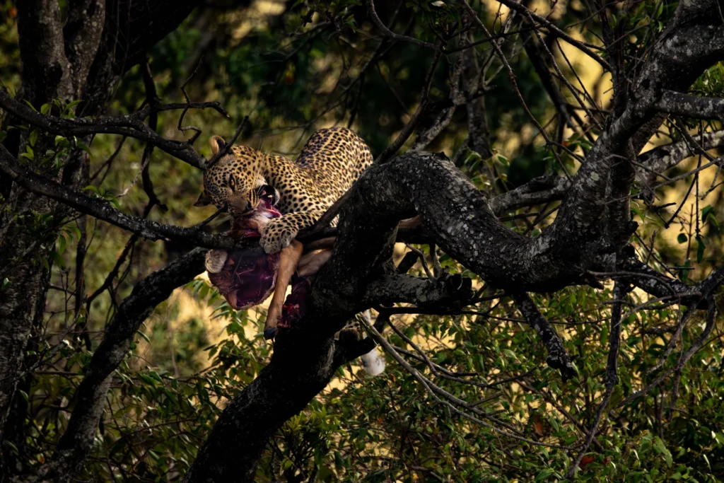 Leopard Enjoying Lunch, photograph by Rich Shore
