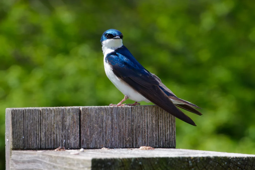 A Bird, photograph by Roger Young