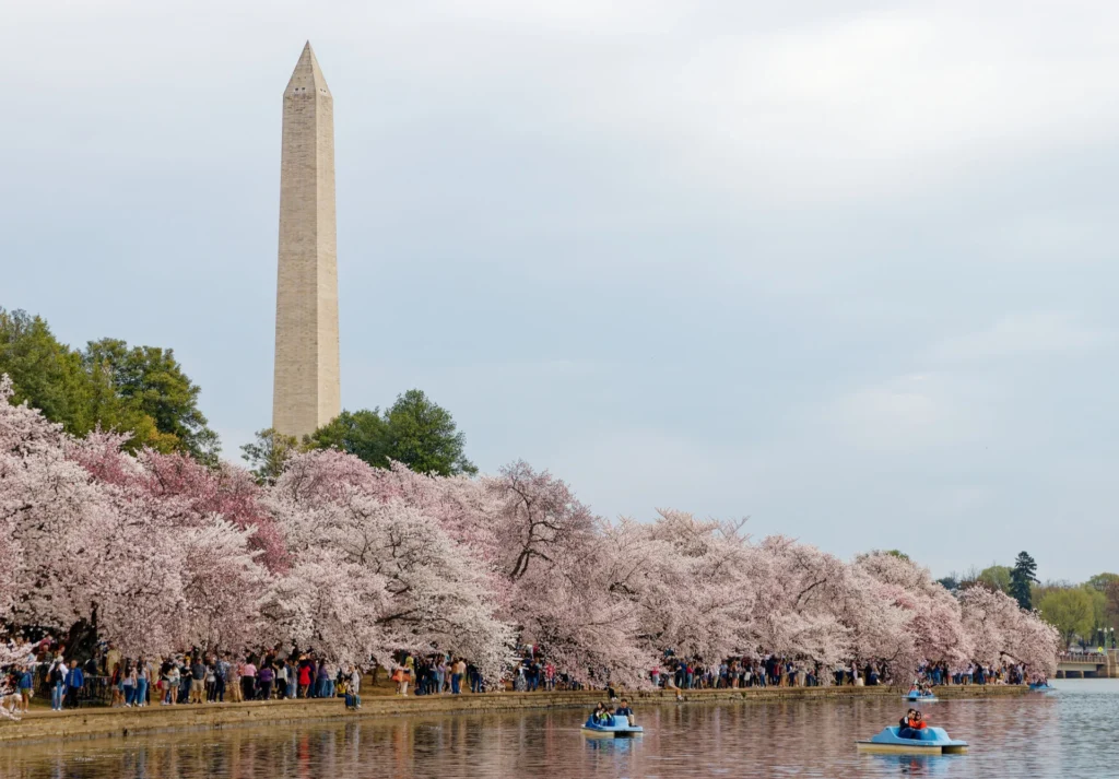 Cherry Blossoms, photograph by Roger Young