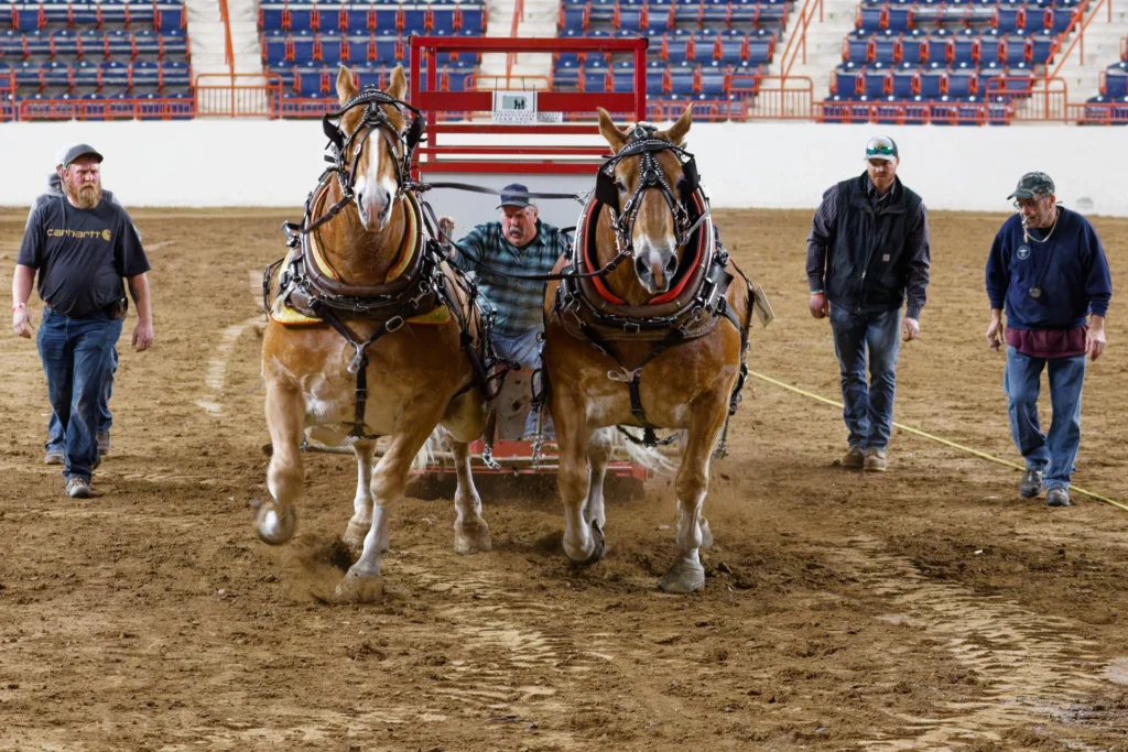 PA Farm Show Horse Pull, photograph by Roger Young