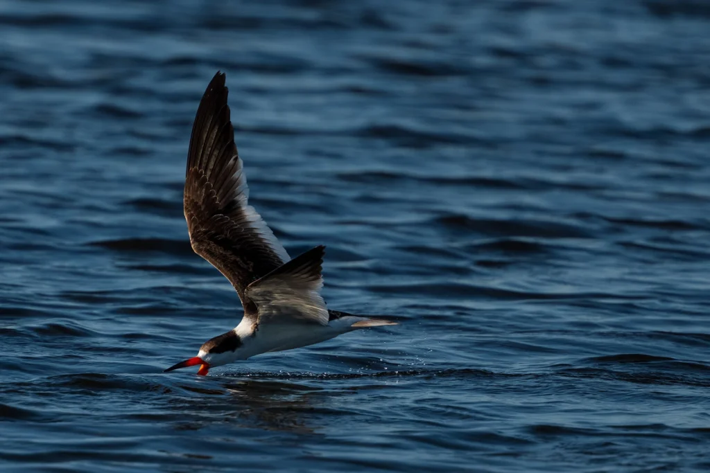 Black Skimmer in Merritt Island Wildlife Refuge, photograph by Sam Knutson