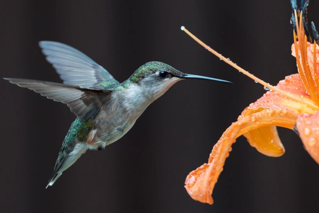 Hummingbird at tiger lily, photograph by Sam Knutson