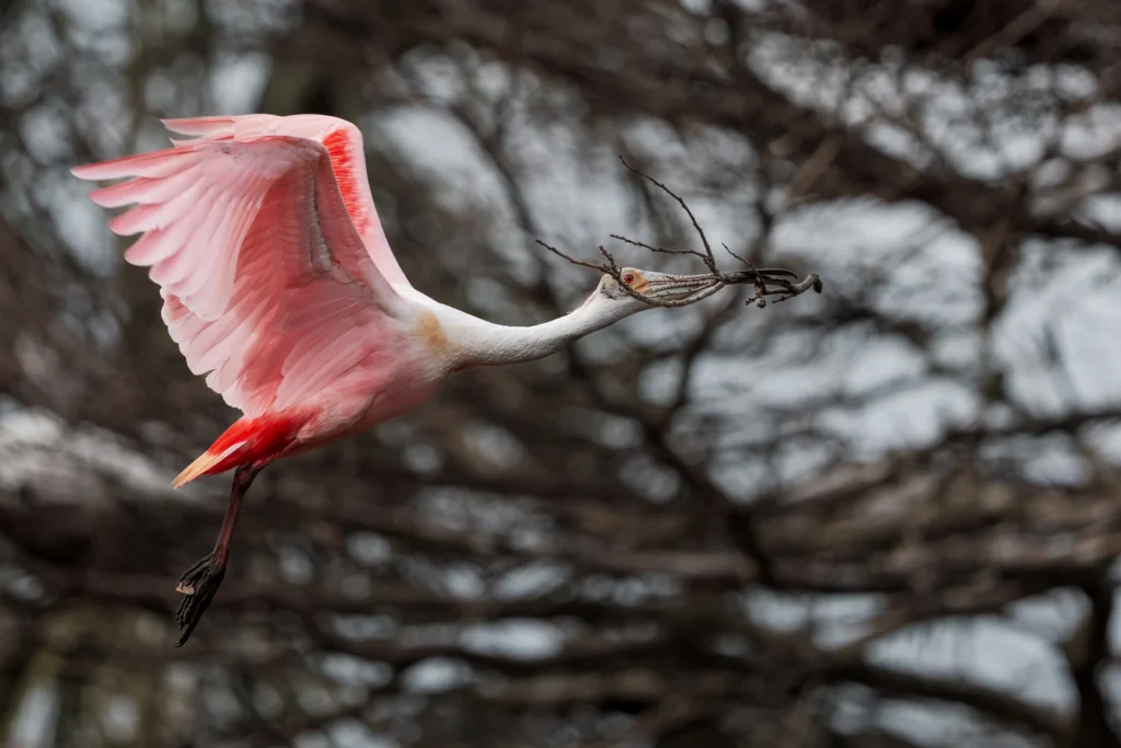 Roseate Spoonbill with nesting material, photograph by Sam Knutson