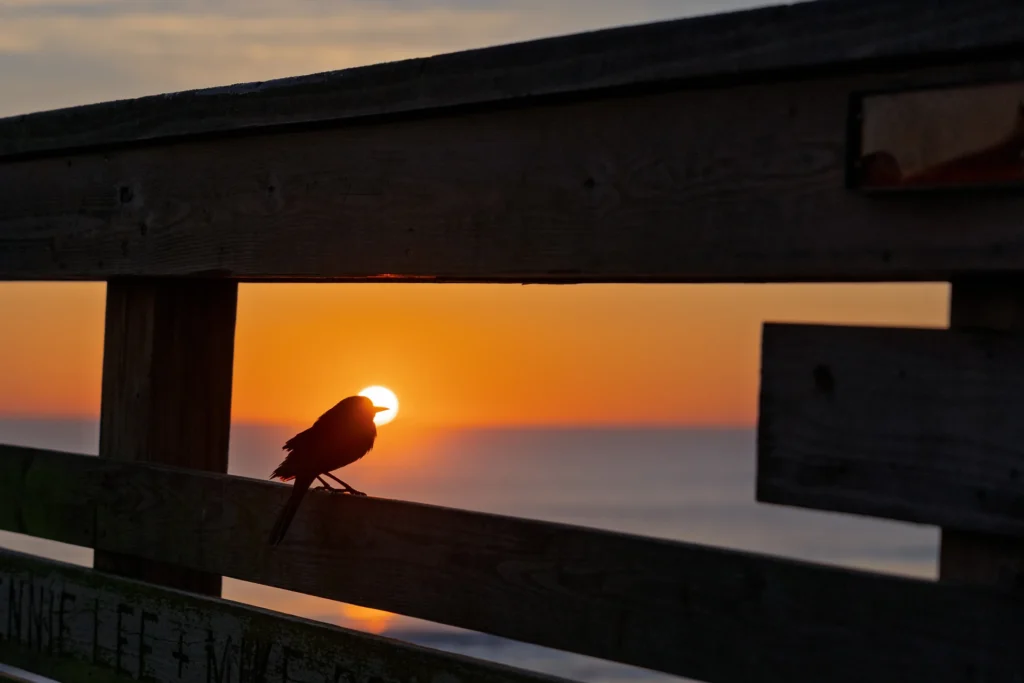 Sunrise at the pier, photograph by Sam Knutson