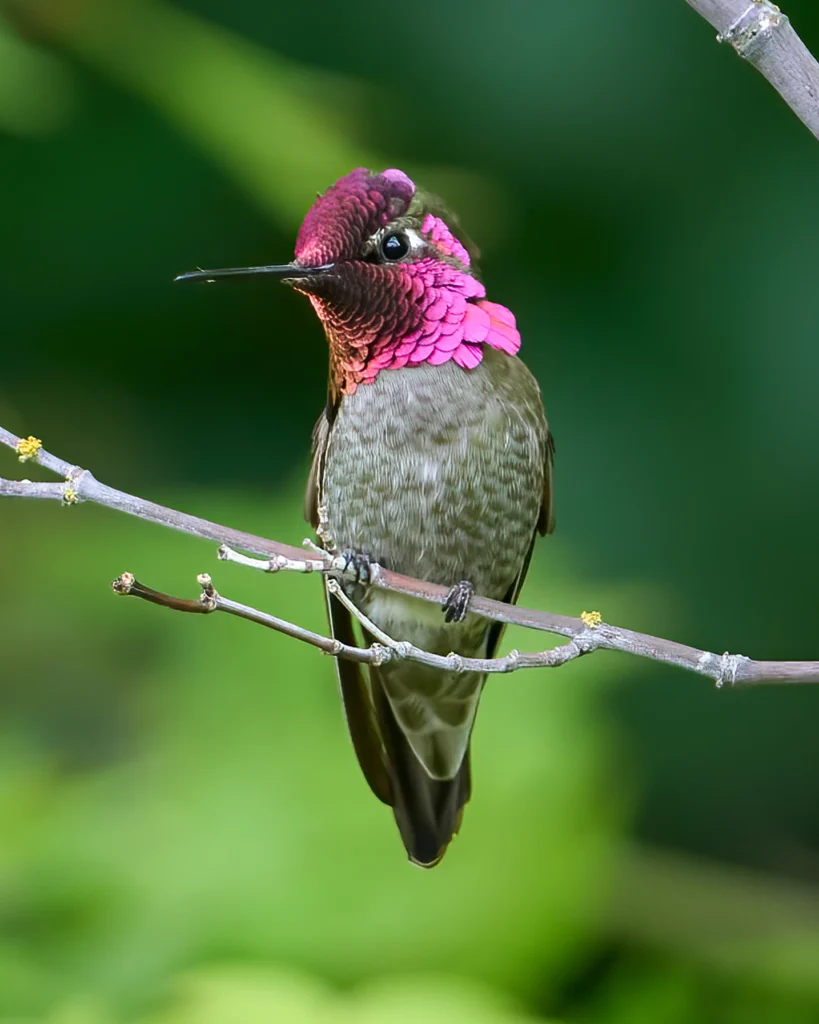 Anna's Hummingbird, photograph by Scott Pilutik