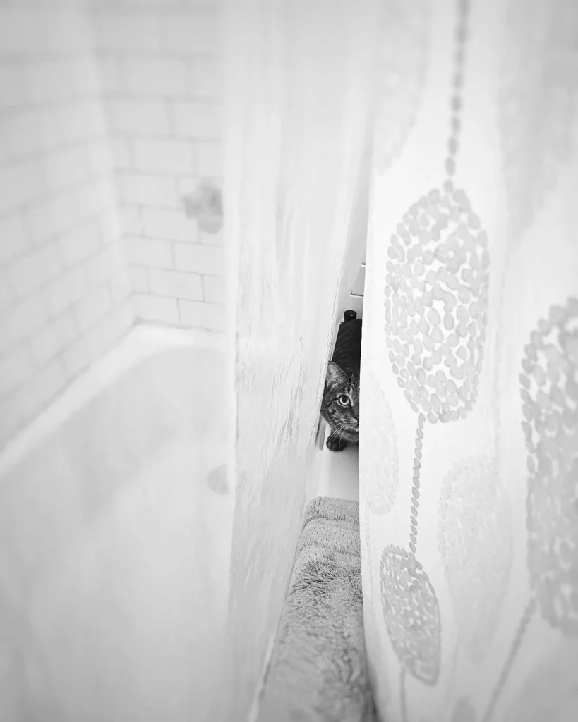 Cat on Tub, photograph by Scott Pilutik