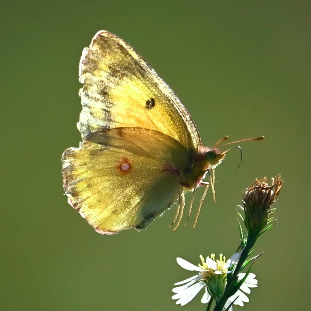 Colias Croceus in flight, photograph by Scott Pilutik