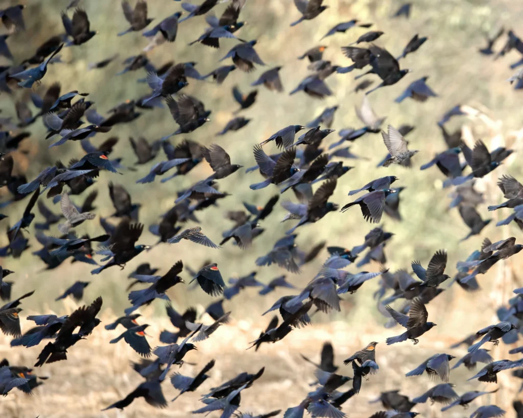 Grackles & Blackbirds, photograph by Scott Pilutik