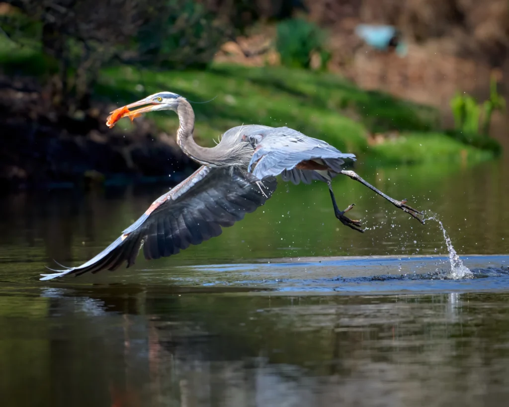 Great Blue Heron & Koi, photograph by Scott Pilutik