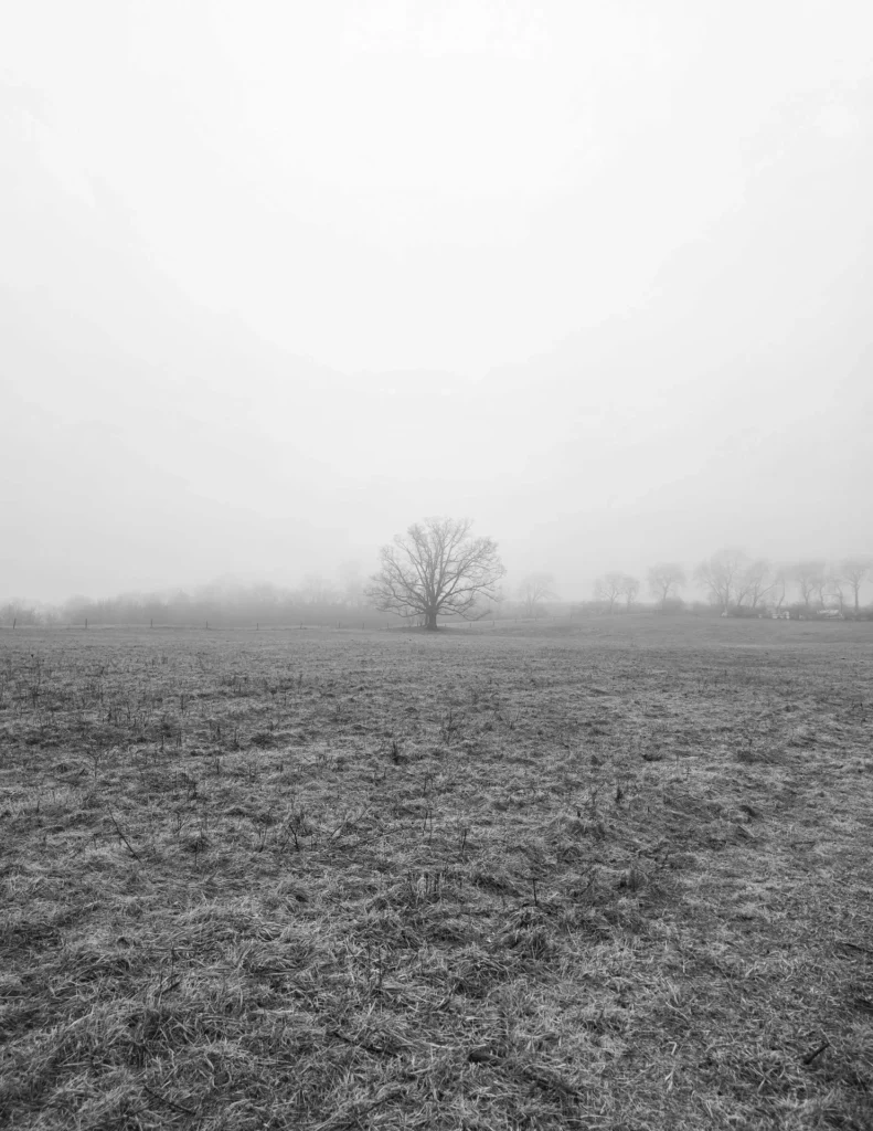 Lonely Tree in Fog, photograph by Scott Pilutik