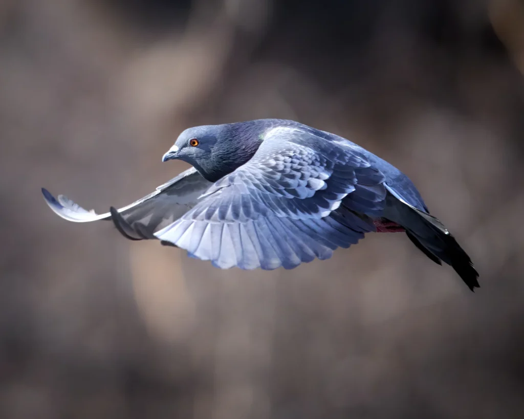 Pigeon, photograph by Scott Pilutik