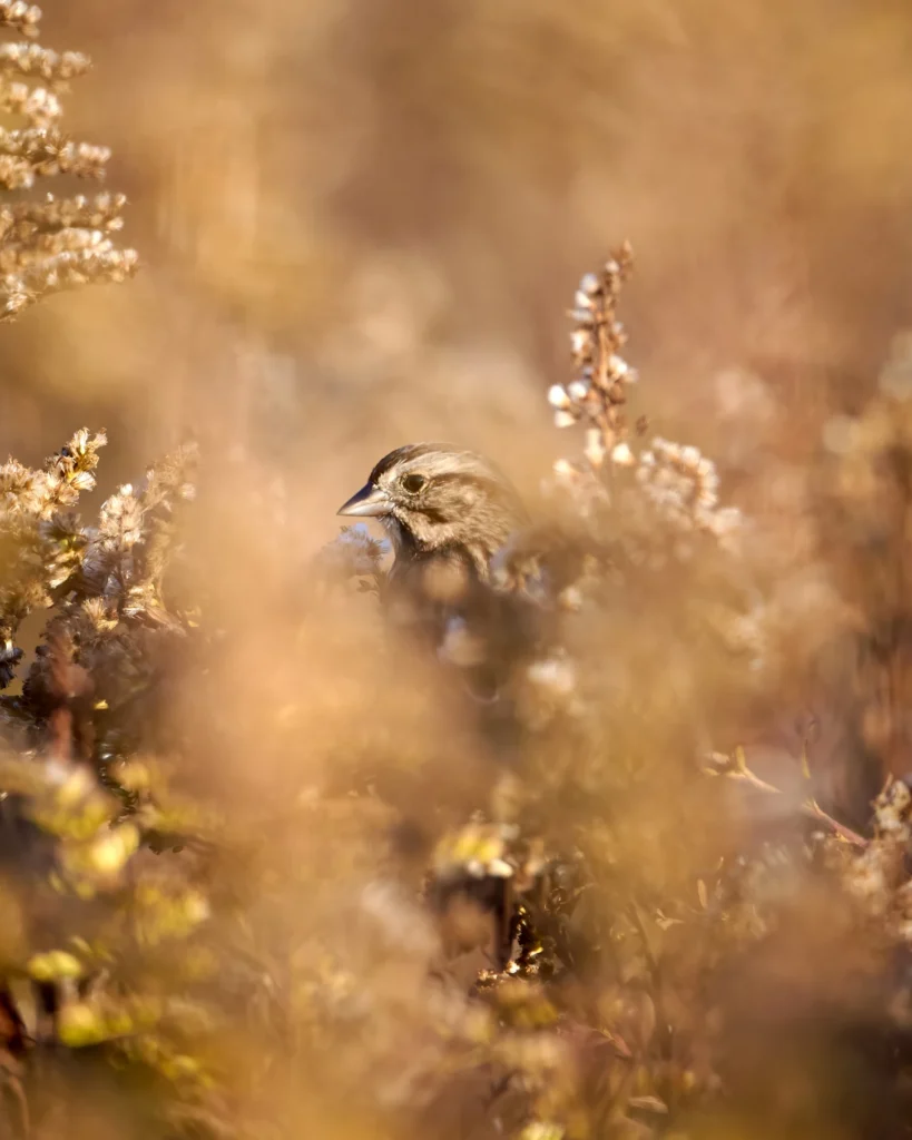 Song Sparrow, photograph by Scott Pilutik