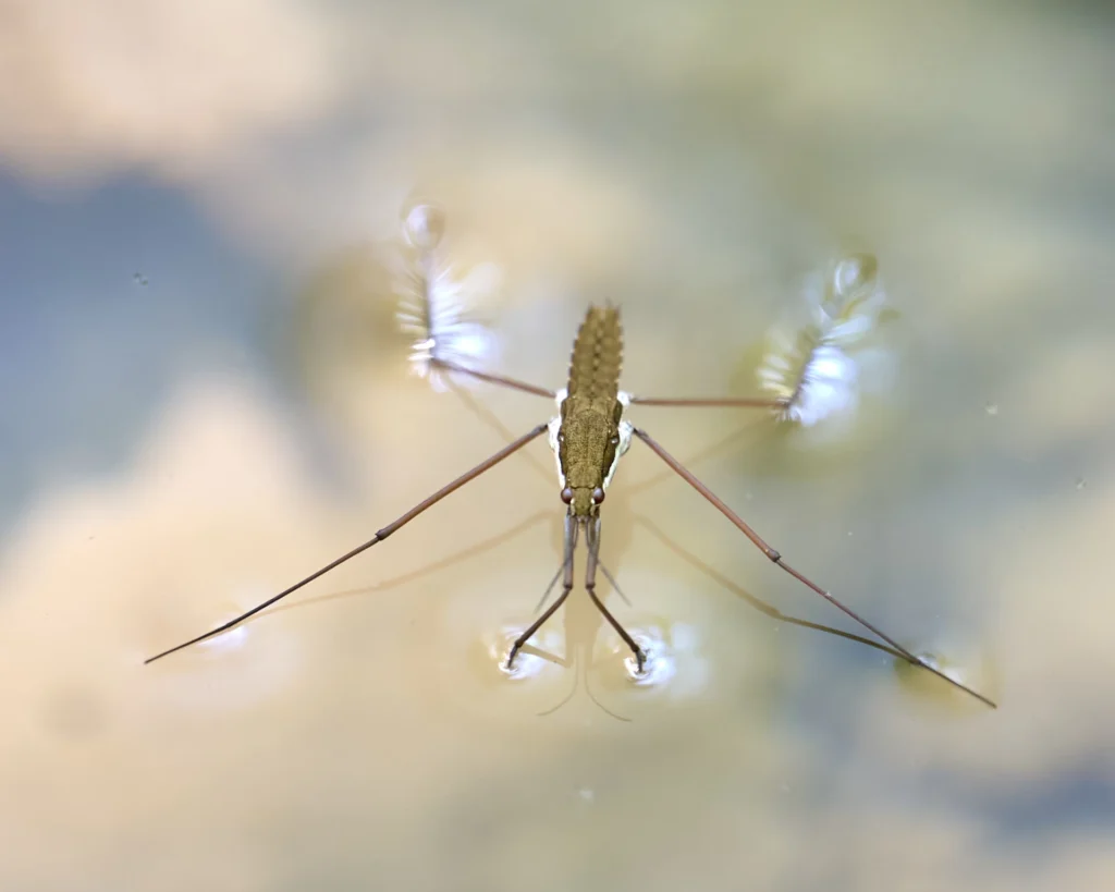 Water Strider, photograph by Scott Pilutik