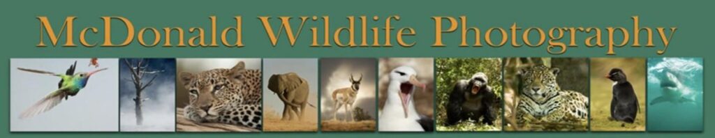 McDonald Wildlife Photography